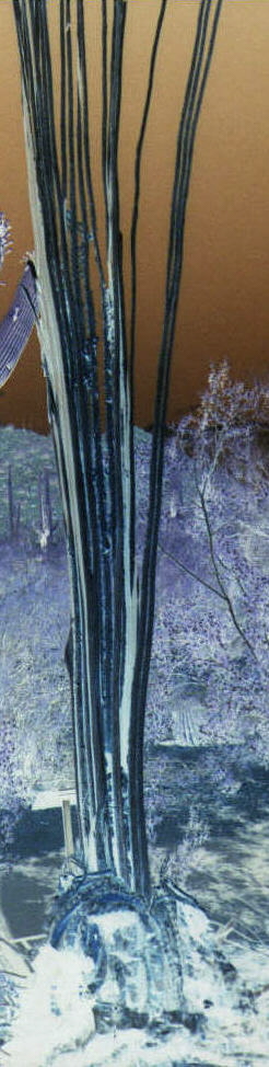 saguaro cactus struck by lightning